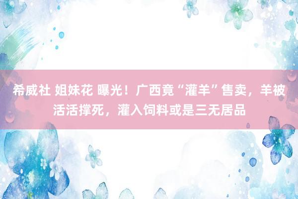 希威社 姐妹花 曝光！广西竟“灌羊”售卖，羊被活活撑死，灌入饲料或是三无居品